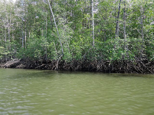 Mangrove roots along a boat channel on the Pacific coast